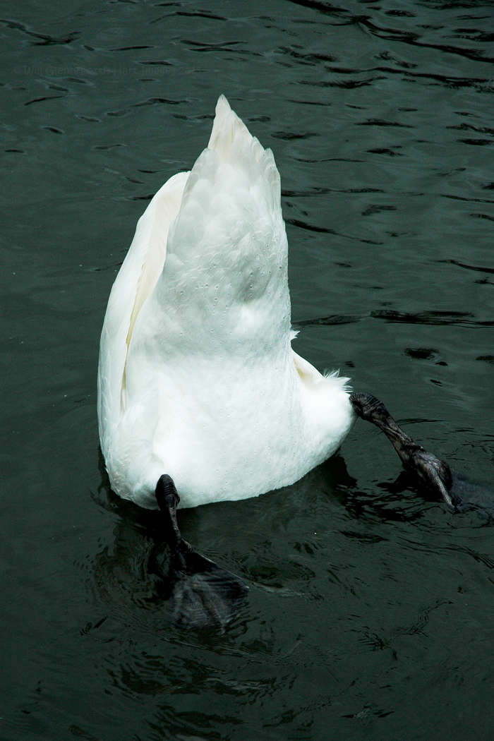 bryn_s_bottom_by_earthhart-d8efjc7