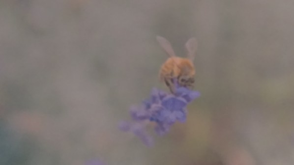 Lavender Kiss_Matthew Harper