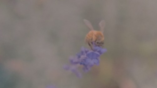 Lavender Kiss_Matthew Harper