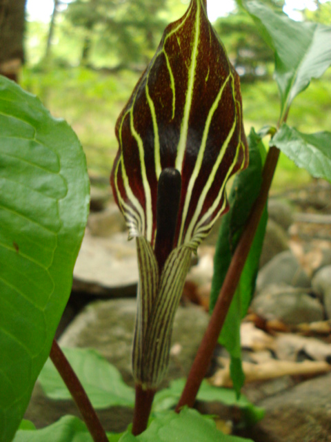 jack in the pulpit