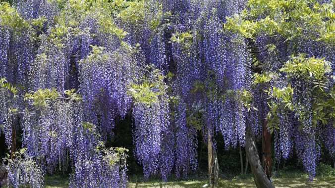 wisteria-vine-wall-wallpaper-1