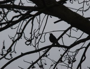 bird silhouette