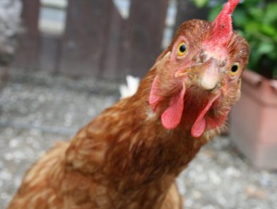Chicken with attitude