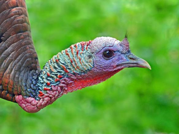 Wild Turkey