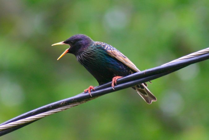 Starling_Fustercluck