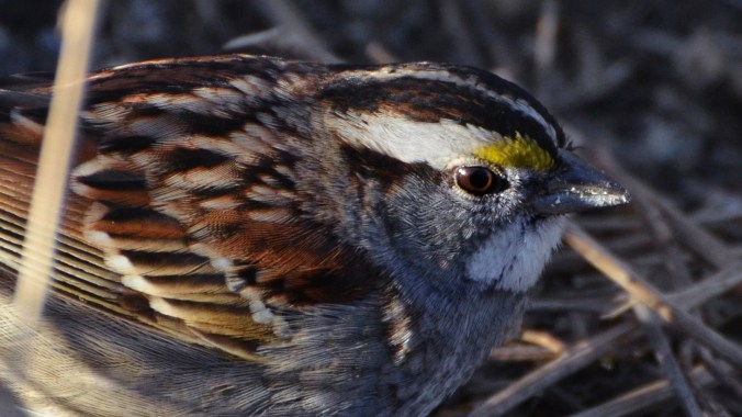 White-throated_Sparrow_Audubon