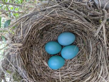 Robin's Nest