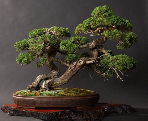 Juniper Bonsai