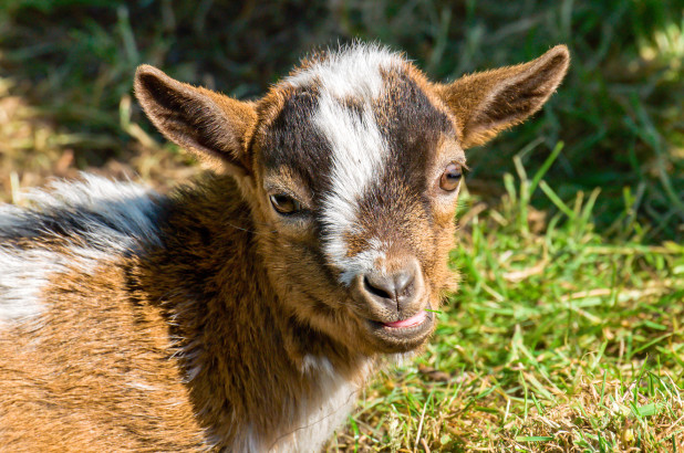 baby goat