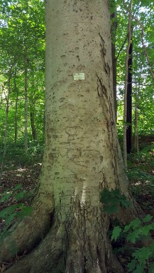 Huge American Beech Tree trunk and large roots spread out like feet.