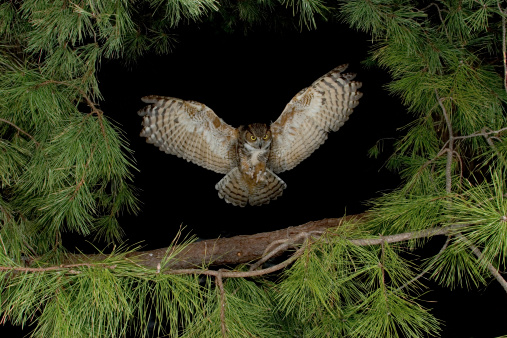 A great horned owl with its wings spread landing on a pine branch at night.